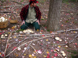 (White) Matsutake (Tricholoma Magnivelare) - Mushroom-Collecting.com